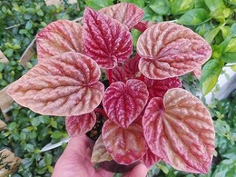 peperomia Kito202105.jpg